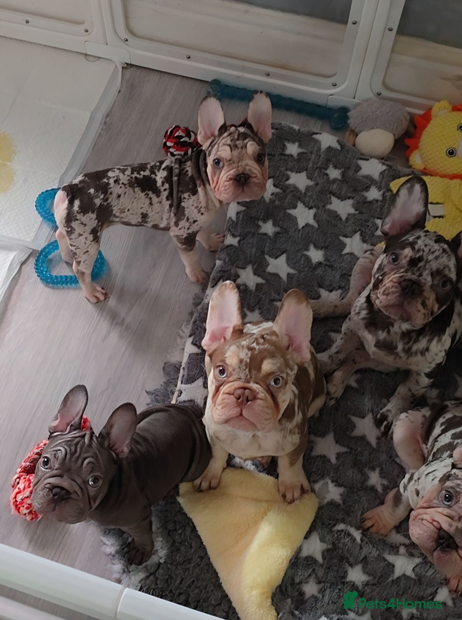 French Bulldog dogs 4 French Bulldog Pups left ready to leave  - Advert 2