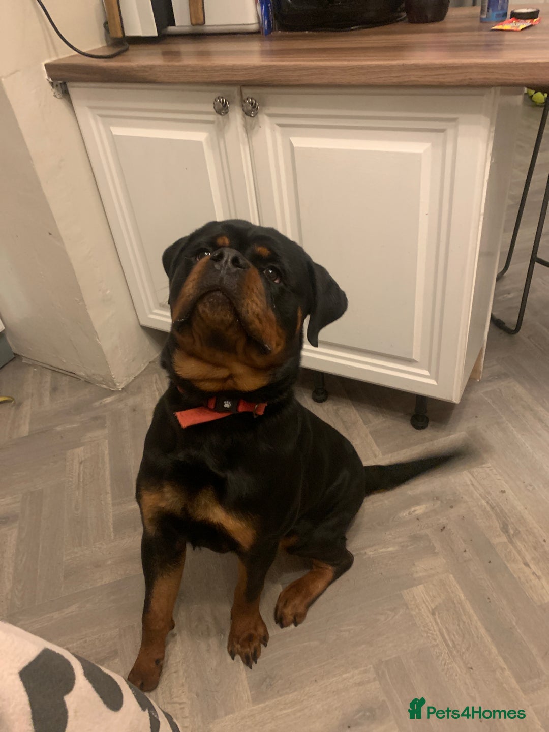 Rottweiler dogs for sale: FRIENDLY PUPPY ROTTWEILER  - Advert 3