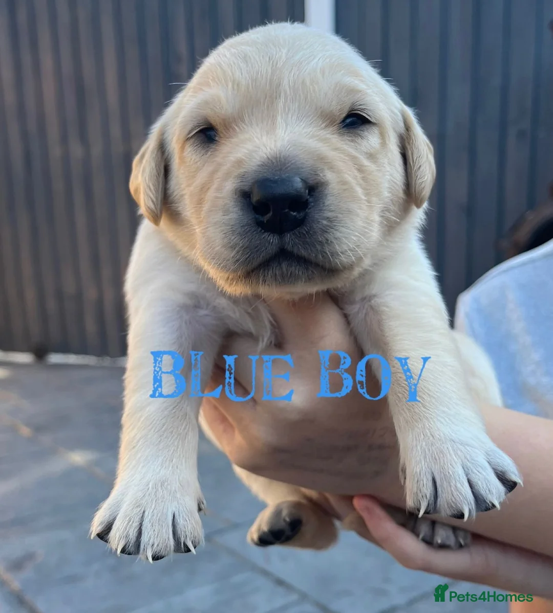 Labrador Retriever dogs for stud: Lucerys Targaryen Lee in Orpington - Advert 11