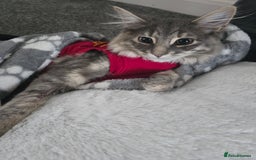 Mixed Breed cats for sale: Darcy looking for her forever home  - Image 7