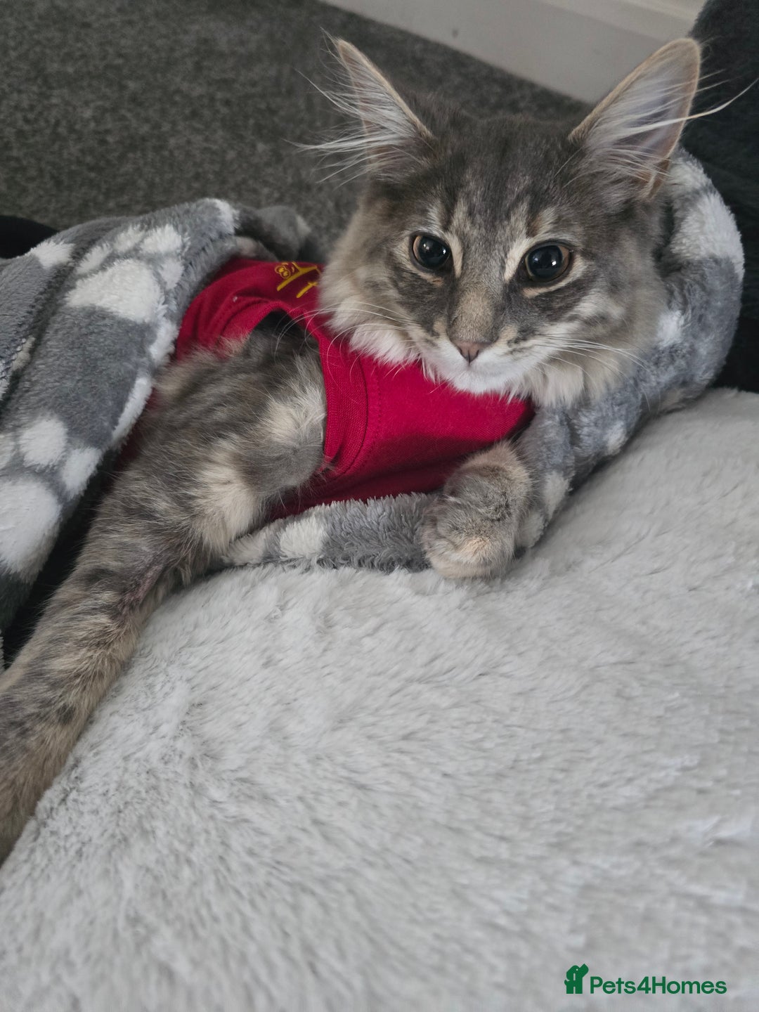 Mixed Breed cats for sale: Darcy looking for her forever home  - Image 7
