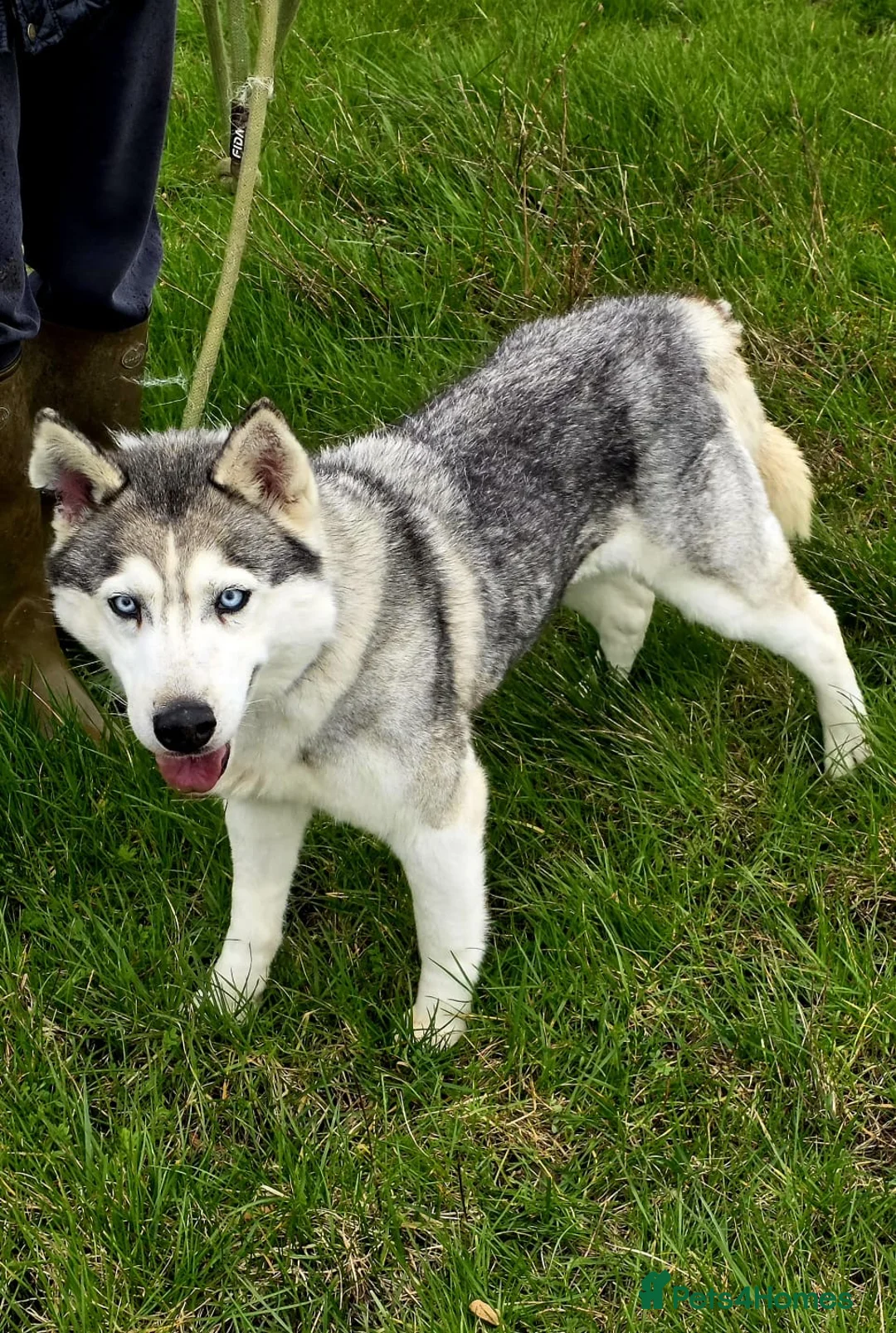 Siberian Husky dogs for adoption: Lady  - Advert 2