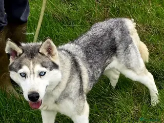 Siberian Husky dogs Lady - Advert 1