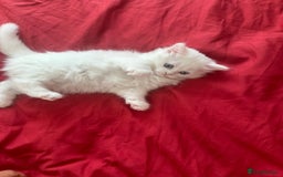 Mixed Breed cats for sale: 4 beautiful kitten - Image 4