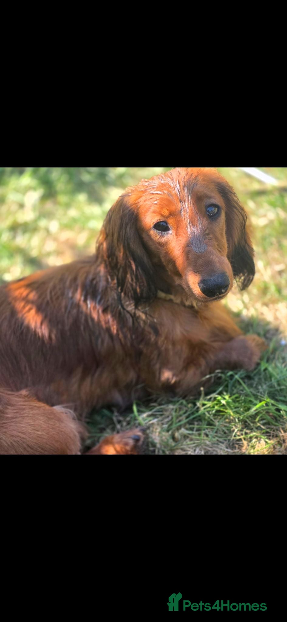 Dachshund dogs 9 month old Longhaired girl - Advert 6