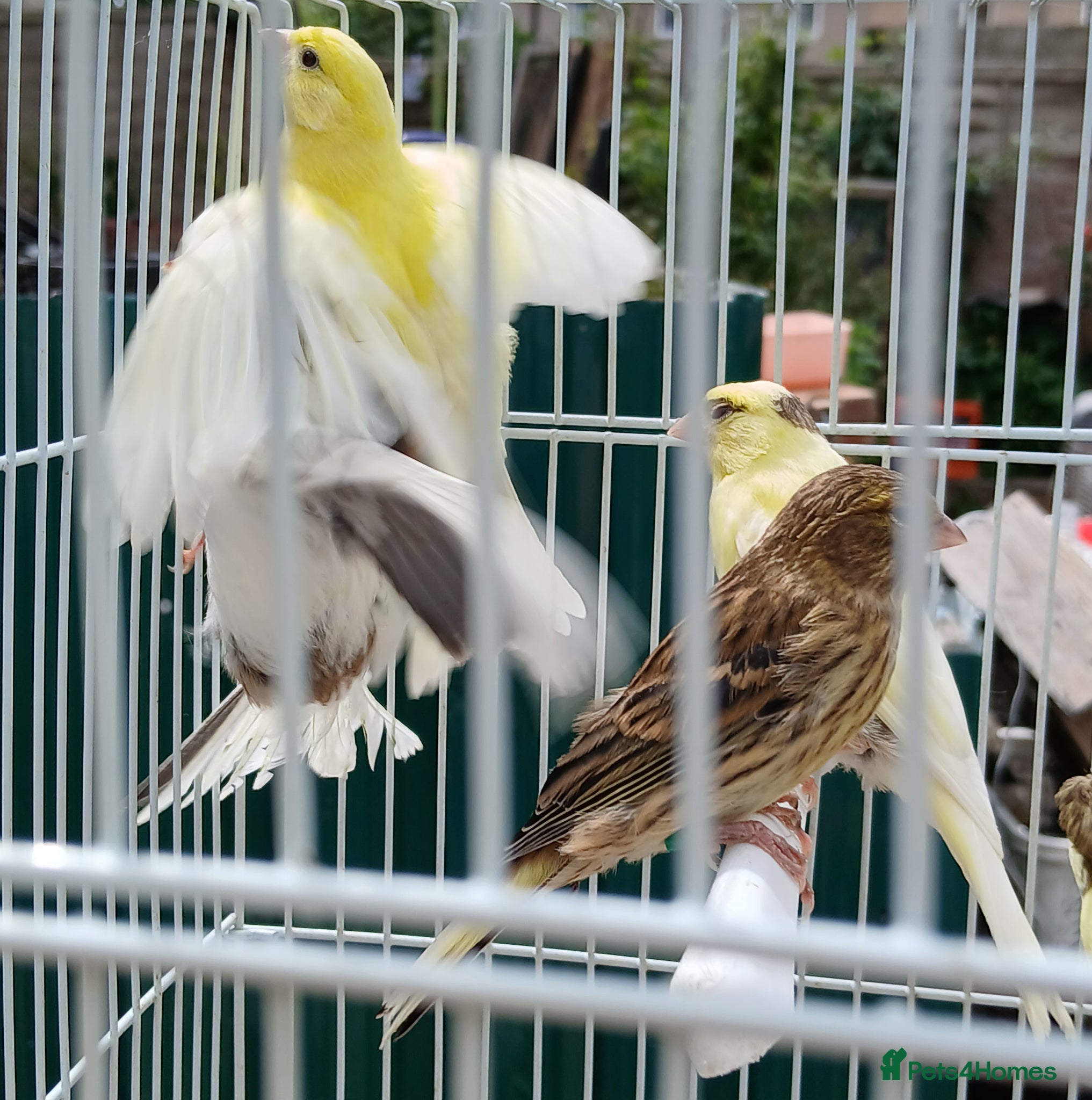 Canaries birds for sale: Canaries mixed Canaries  - Advert 14