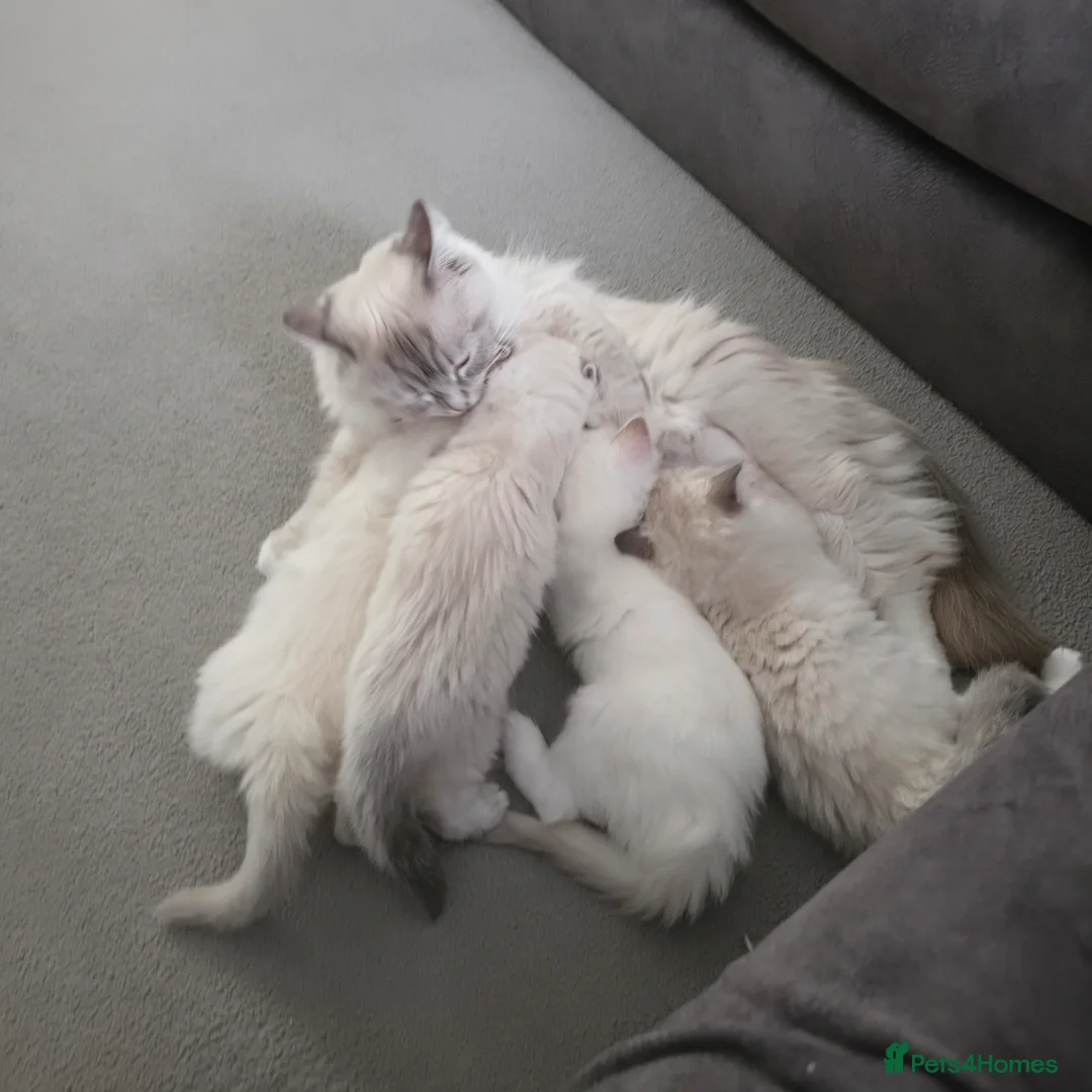 Ragdoll cats for sale: 🩷TICA registered Ragdolls🩷 - Advert 2