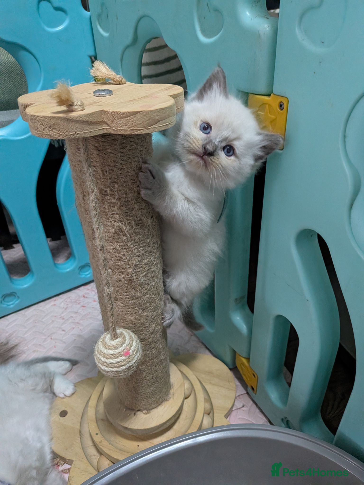 Ragdoll cats Beautiful ragdoll kittens 2 boys 1 girl  - Advert 8