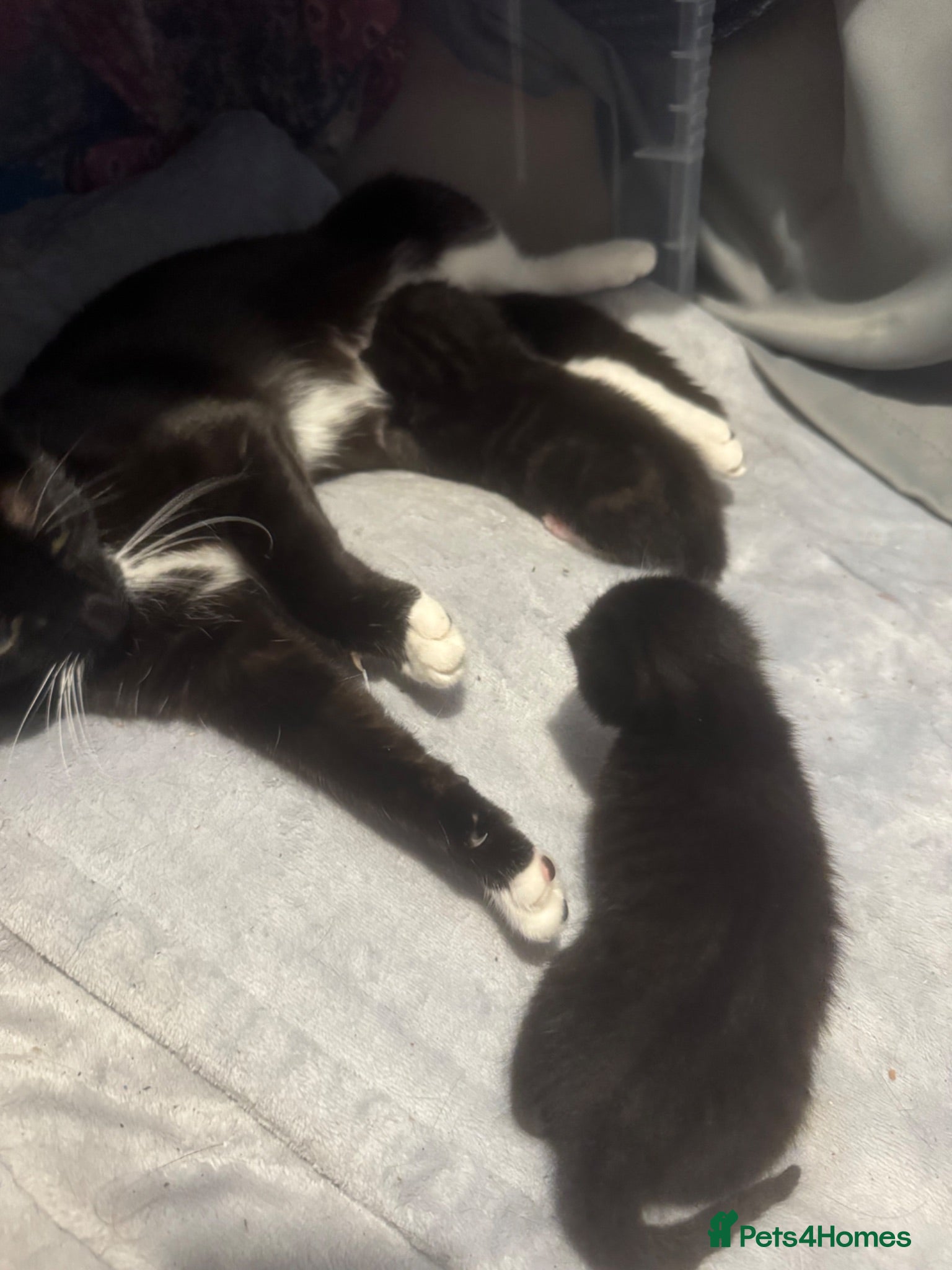 Mixed Breed cats Two males for sale - Advert 9
