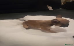 French Bulldog dogs for sale: French bulldog 2 boys and four girls - Image 11