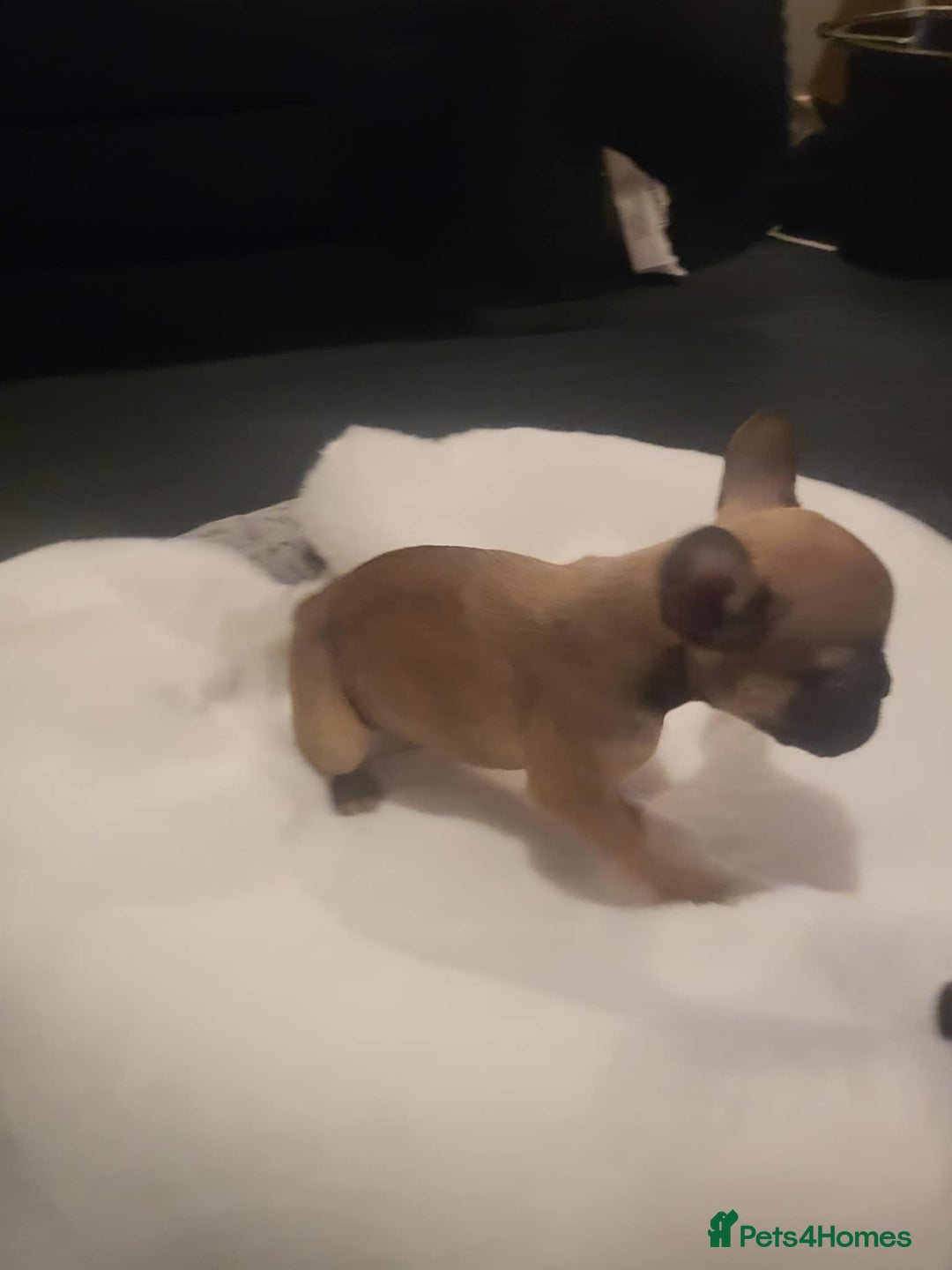 French Bulldog dogs for sale: French bulldog 2 boys and four girls - Image 11