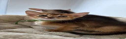 Abyssinian cats for sale: 🔥 TICA Registered Abyssinian Kittens - Advert 29