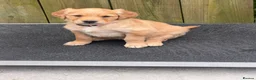 Golden Retriever dogs for sale: Golden retriever puppies  - Advert 3