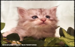 Siberian cats for sale: Siberian Kittens Available for Reservation!  - Image 8