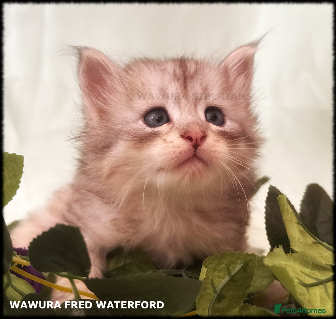 Siberian cats for sale: Siberian Kittens Available for Reservation!  - Image 8