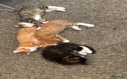 Mixed Breed cats for sale: Cute Kittens for Sale - Ginger, Grey and Black - Image 25