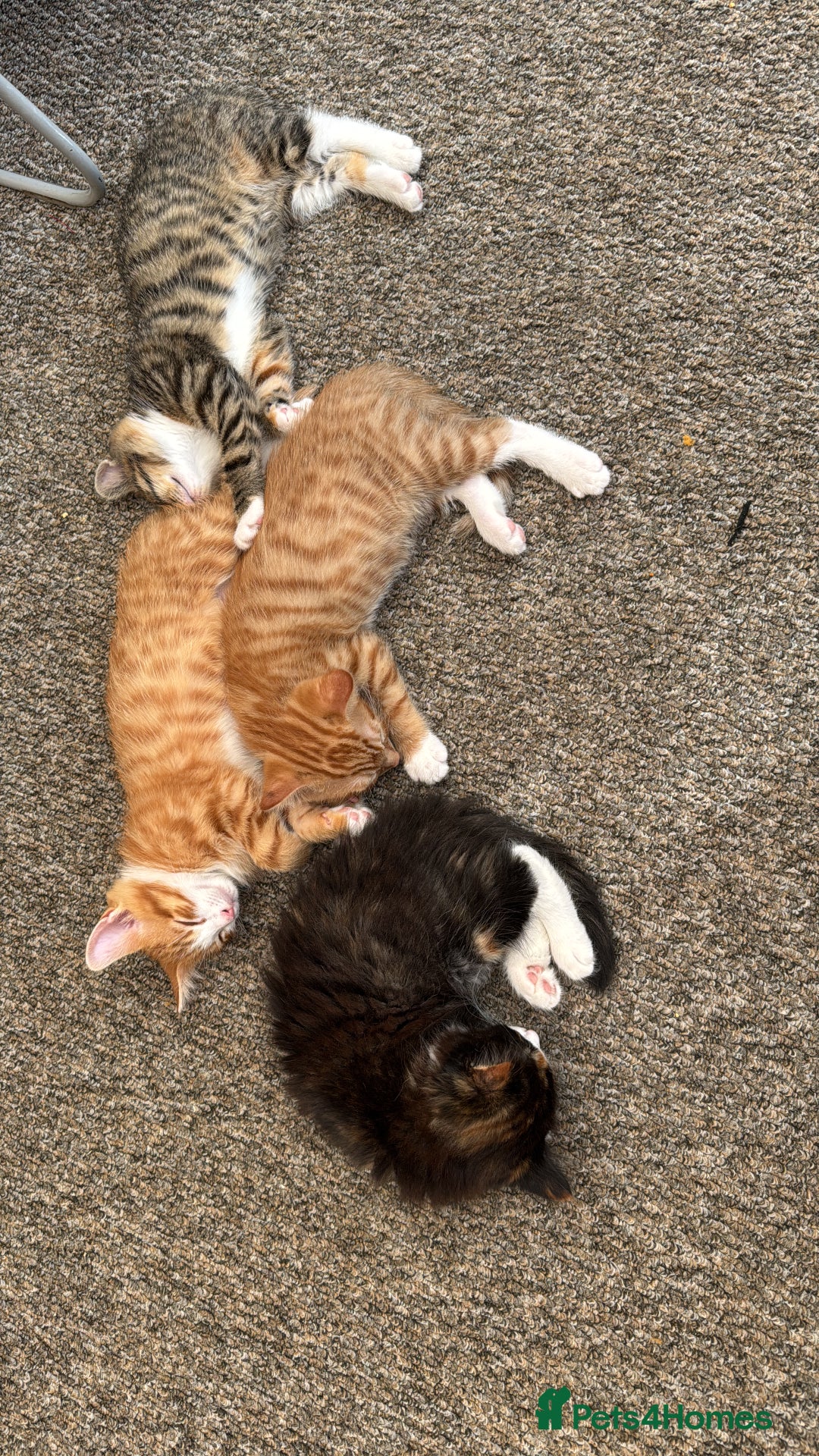 Mixed Breed cats for sale: Cute Kittens for Sale - Ginger, Grey and Black - Image 25