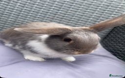 English Lop rabbits for sale: bunny for sale  - Image 1