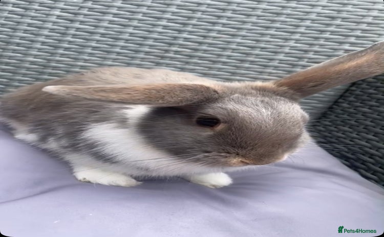 English Lop rabbits - Advert 1