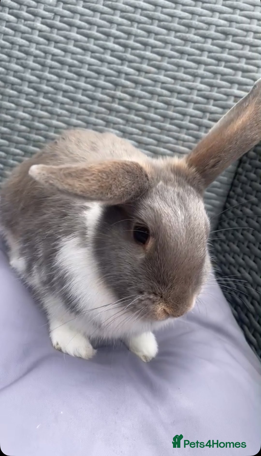 English Lop rabbits for sale: bunny for sale  - Image 1