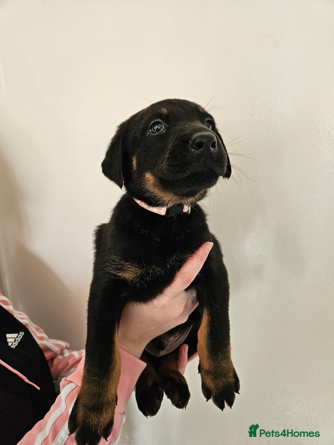 Mixed Breed dogs for sale: Beautiful black German shepherd x doberman  - Advert 14