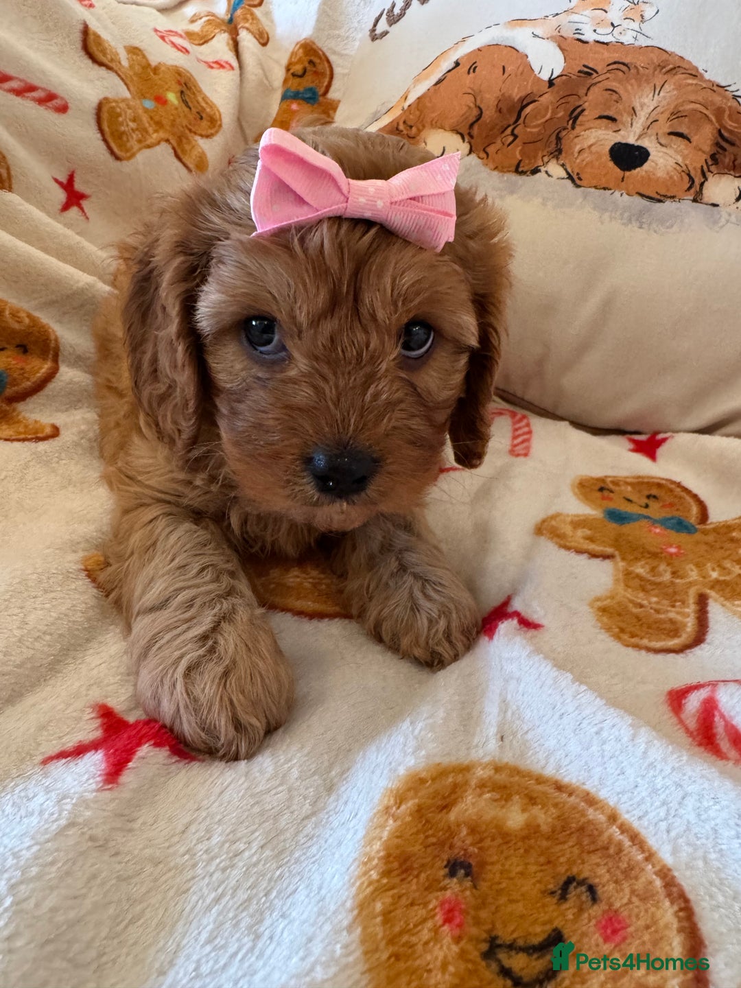 Cavapoo dogs for sale: Stunning cavapoos - Advert 4
