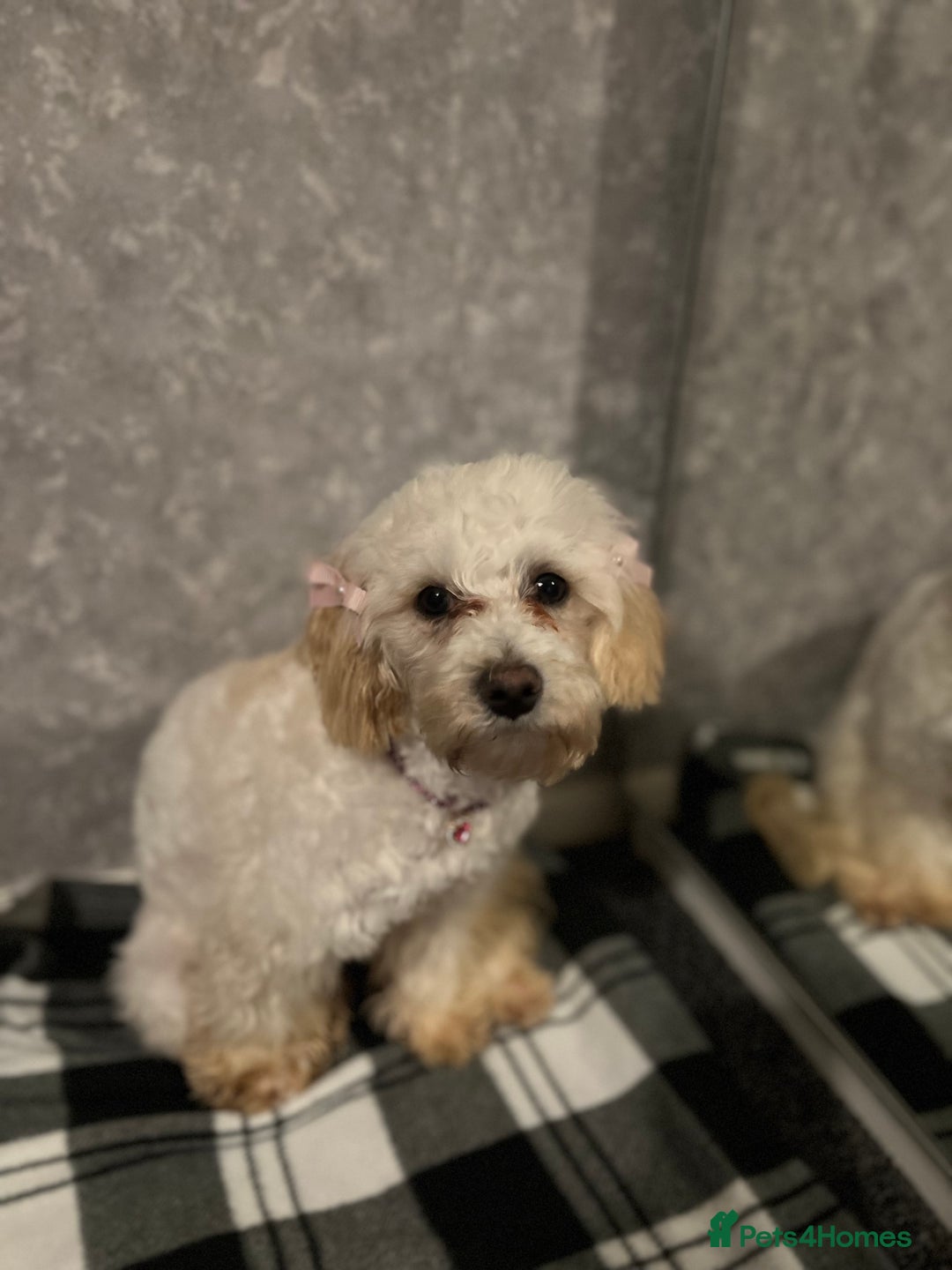 Maltipoo dogs for sale: 4 Beautiful Maltipoos for SALE  - Image 6