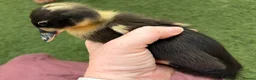 Ducks poultry for sale: 🦆🦆Ducklings for sale 🦆🦆 in Wigston - Advert 9
