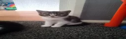 Mixed Breed cats for sale: 2 gorgeous kittens  in Wigan - Advert 3
