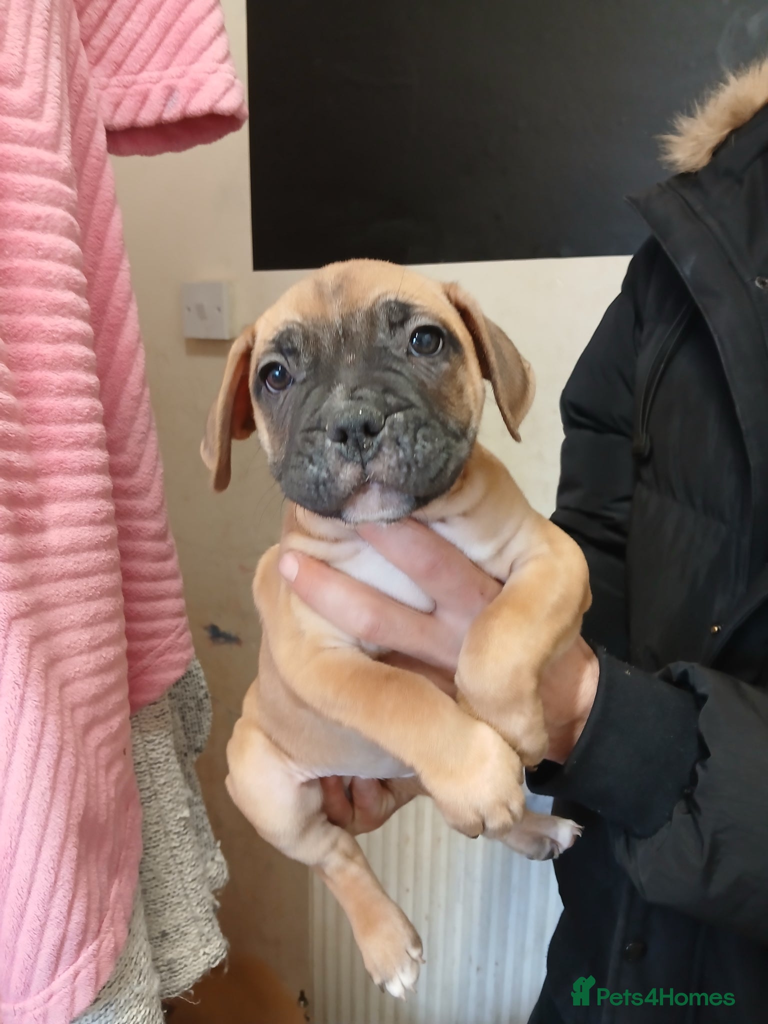 Mixed Breed dogs 3 beautiful girls ready for their forever homes  - Advert 5