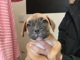 Mixed Breed dogs 3 beautiful girls ready for their forever homes - Advert 5