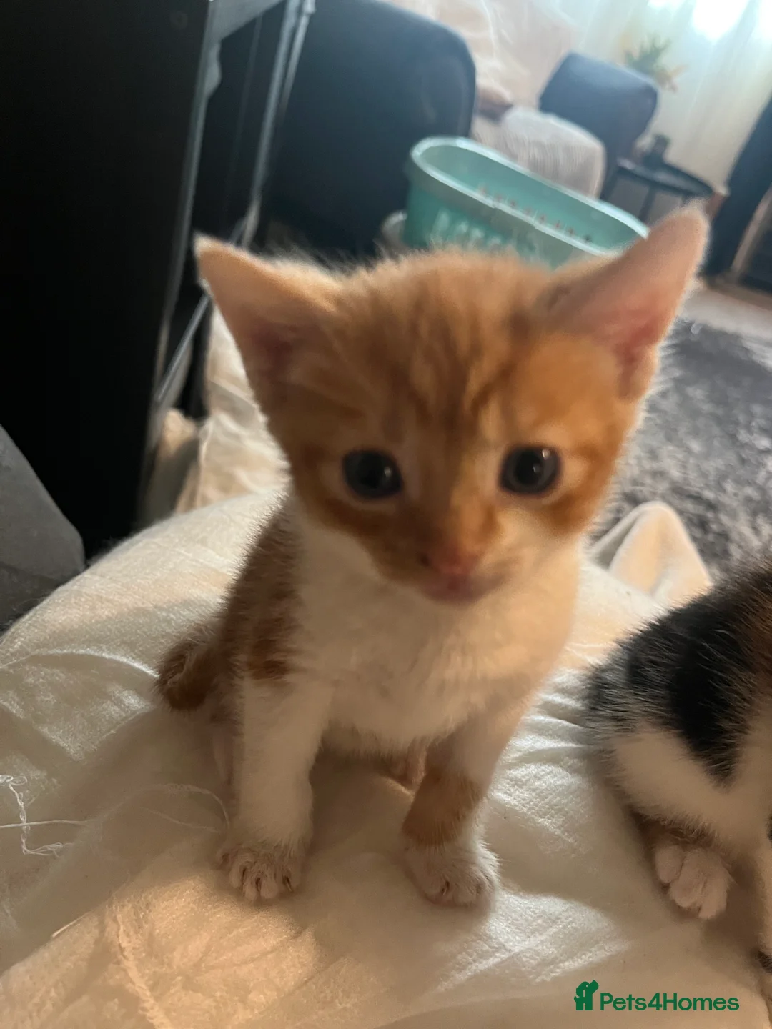 Mixed Breed cats for sale: 4 beautiful munchkin x kittens ready in 3/4 weeks  - Advert 3