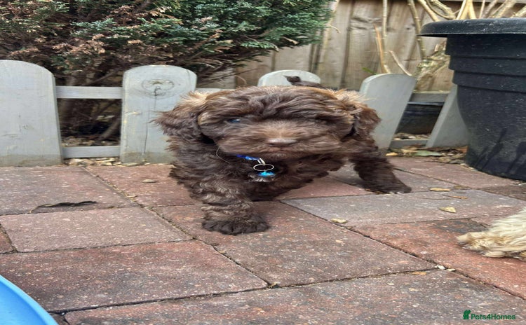Toy Poodle dogs - Advert 6