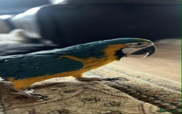 Macaws birds for sale: Blue&gold macaw for sale - Image 2