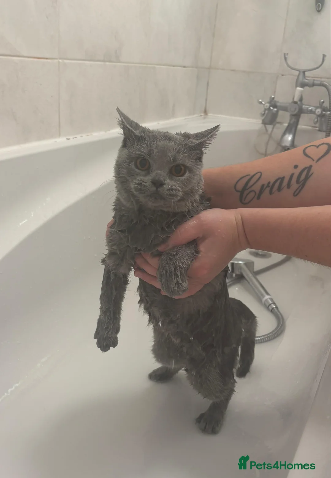 British Shorthair cats for sale: Grey British shorthair Female - Advert 5