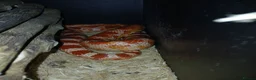 Corn Snake reptiles for sale: Male Hybrid Cornsnake with Full Vivarium Setup  - Advert 2