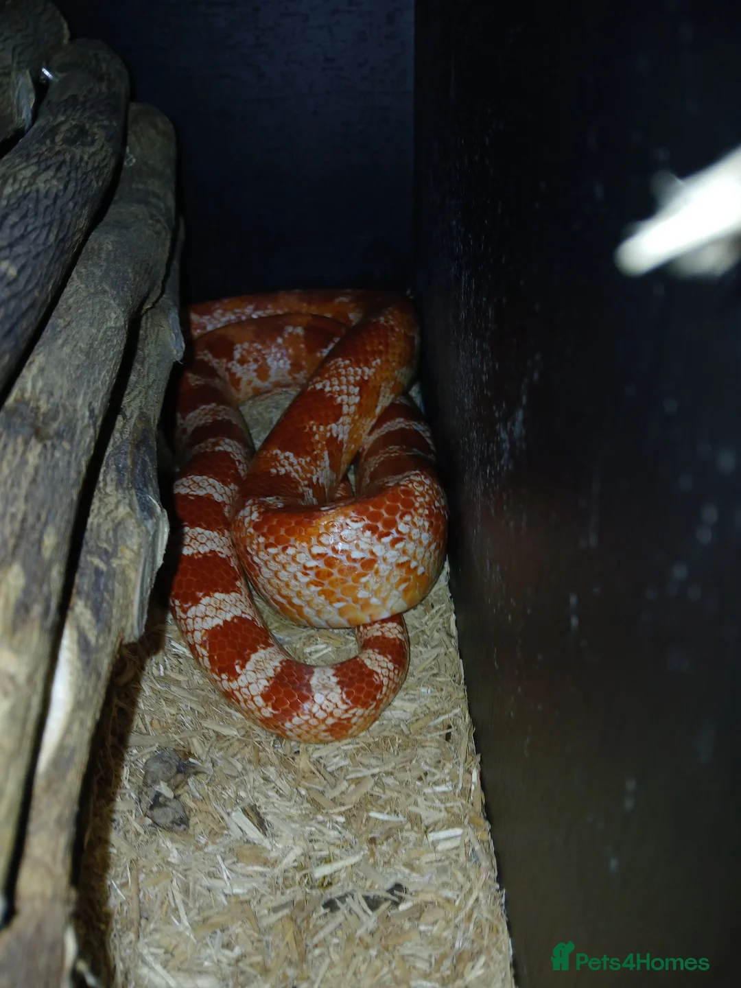 Corn Snake reptiles for sale: Male Hybrid Cornsnake with Full Vivarium Setup  - Advert 2