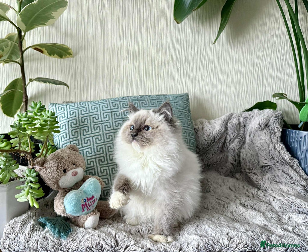Ragdoll cats for sale: 🐾 adorable ragdoll kittens for sale 🐾  - Image 8