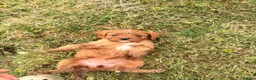 Cavapoo dogs for sale: Beautiful Cavapoo Litter of five for sale.  - Advert 20