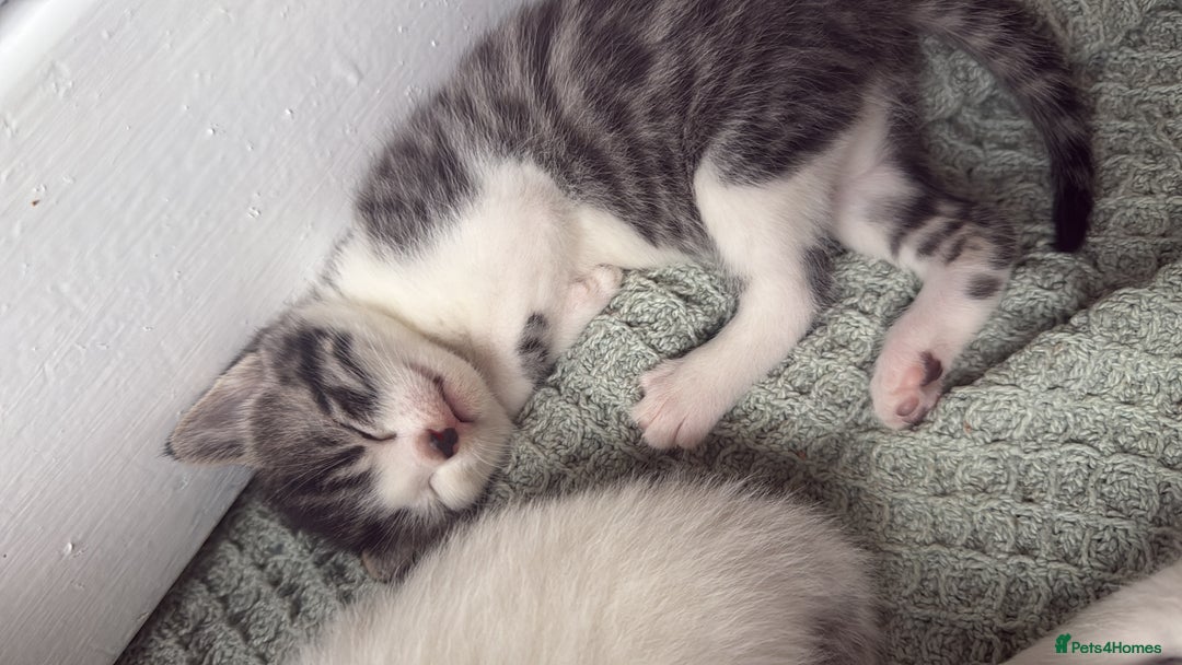 British Shorthair cats for sale: Short hair kittens available  - Image 5