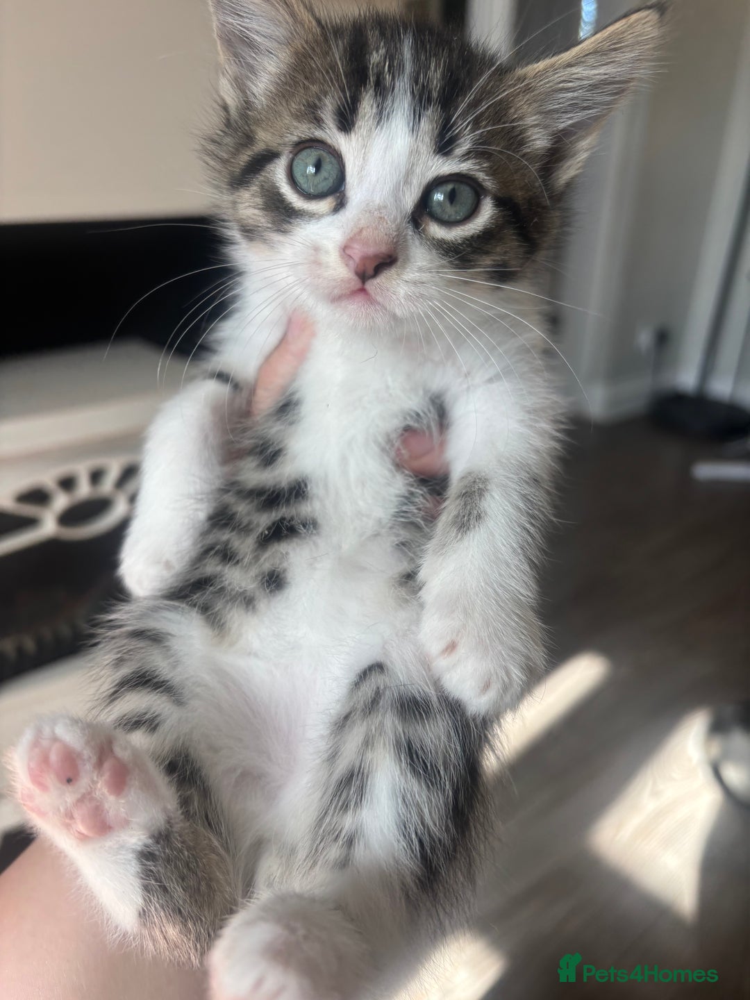 Mixed Breed cats for sale: 4 beautiful kittens left available soon! - Image 8