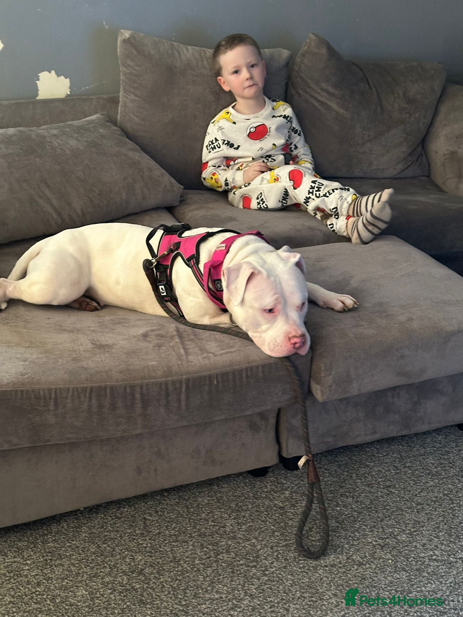 Mixed Breed dogs Gorgeous staffie cross available for adoption - Advert 1