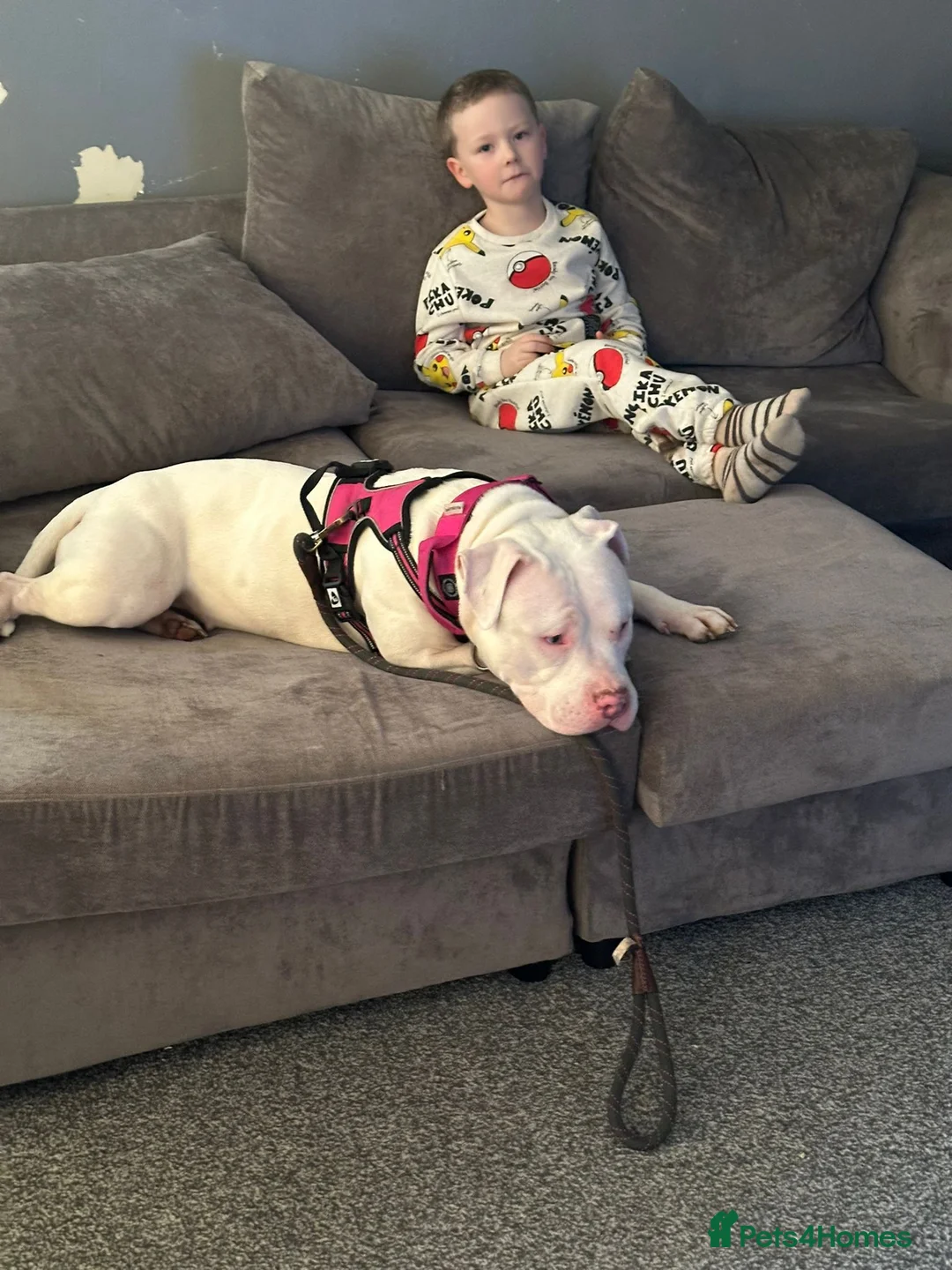 Mixed Breed dogs for adoption: Gorgeous staffie cross available for adoption in Ilford - Advert 1