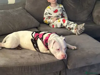 Mixed Breed dogs Gorgeous staffie cross available for adoption - Advert 1