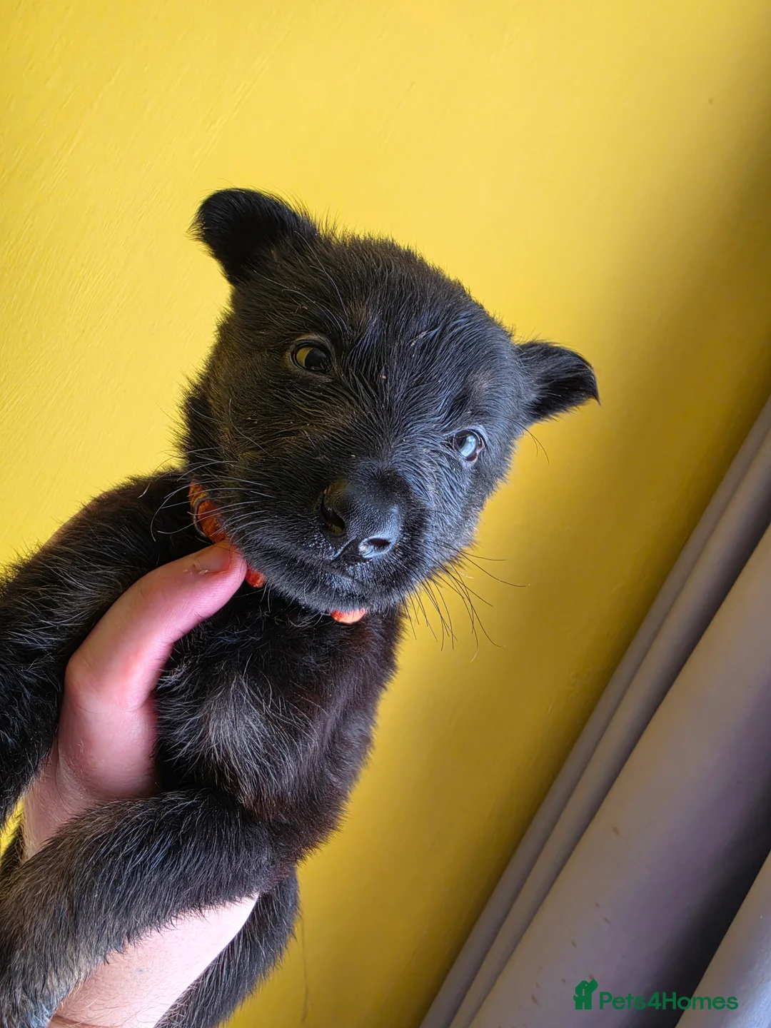 German Shepherd dogs for sale: Stunning German shepherd puppies outstanding litte - Advert 2
