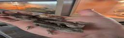 Bearded Dragon reptiles for sale: Baby Bearded Dragons  - Advert 8