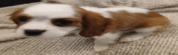 Cavalier King Charles Spaniel dogs for sale: Handsome Cavalier King Charles Spaniel Puppies  - Advert 1