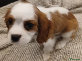 Cavalier King Charles Spaniel dogs Handsome Cavalier King Charles Spaniel Puppies - Advert 1
