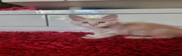 Maine Coon cats for sale: Beautiful Maine Coon Kittens READY TO LEAVE - Advert 7