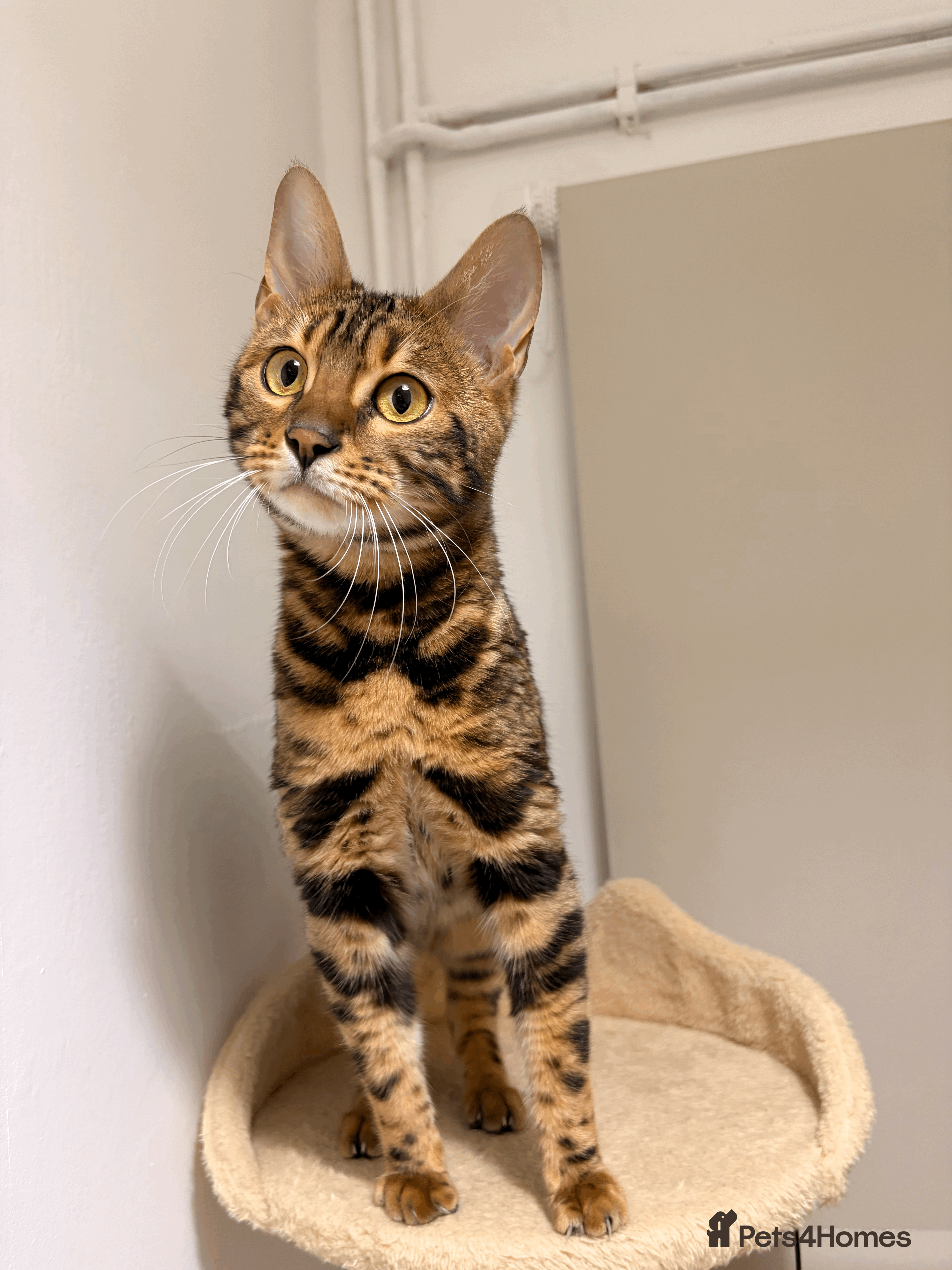 Bengal cats Beautiful 10-Month-Old Bengal Cat in London - Advert 1